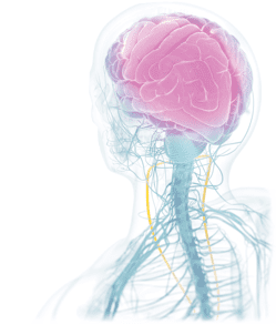 Illustration: Mechanism of Action (MOA)