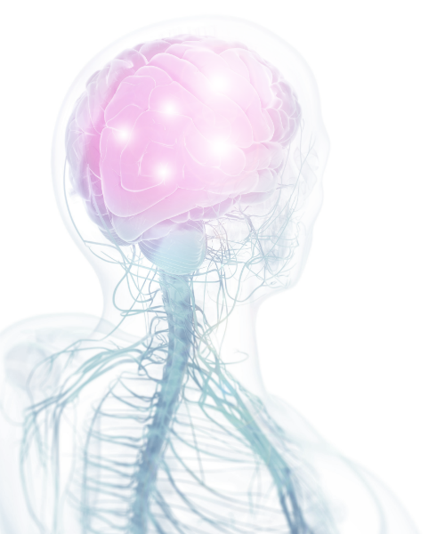 Image of translucent person with brain and nerves