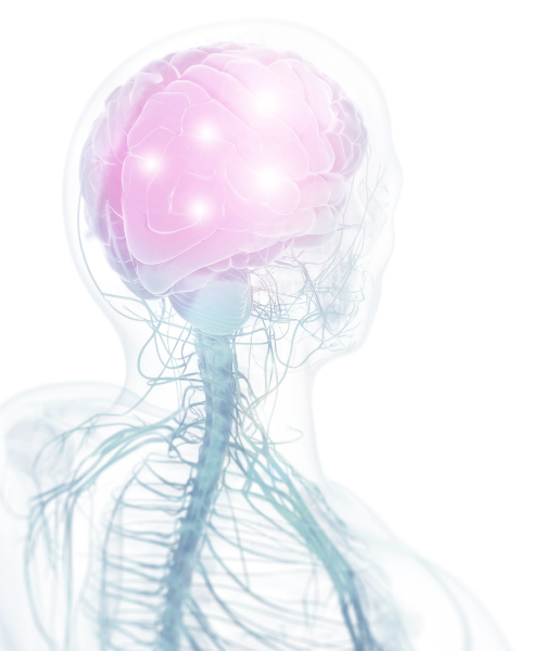 About cluster headache Image of translucent person with brain and nerves