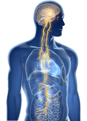 gammaCore - Importance of Vagus Nerve